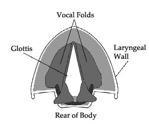 Voicing Voicing occurs in the larynx where the vocal folds are.