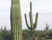 Saguaro Activity Procedures 1. Discuss the students experiences during their trip to the Desert Botanical Garden.