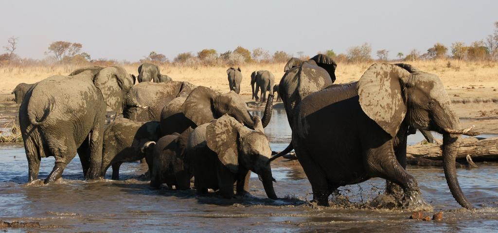 Considering that 35,000 elephants are butchered every year to fuel CHINA S booming ivory market [National Geographic], this shocking fact makes Hwange s elephants even more precious.
