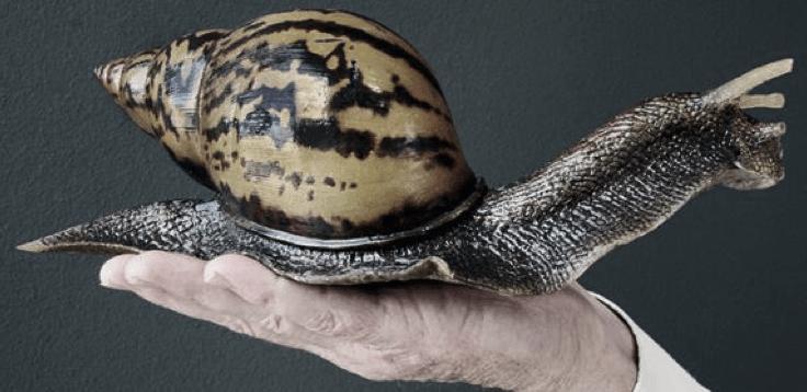 Giant African Land Snail In 1966, a Miami boy smuggled three Giant African Land Snails into the country.