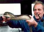 Glass eel Elver Nat. Rec.