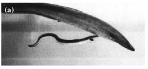 Demographic features of European eel High variability in body growth Sexual dimorphism Skewed sex ratio (many more females in the