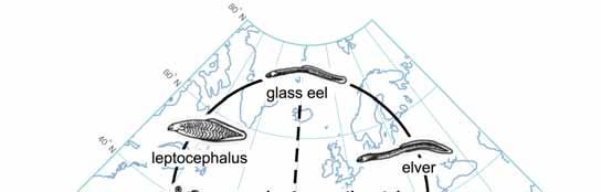 The life cycle of European eel (catadromous