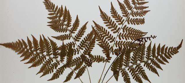 15. Mississippi State University Herbarium The Mississippi State University Herbarium, located in Harned Hall, houses more than 30,000 sheets of dried, pressed plants collected by amateur and