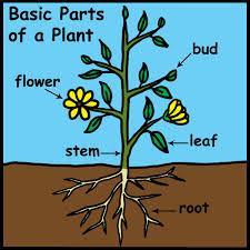 In this session participants will learn that First You Plan and then you Plant It. Hands-on activities will be used.