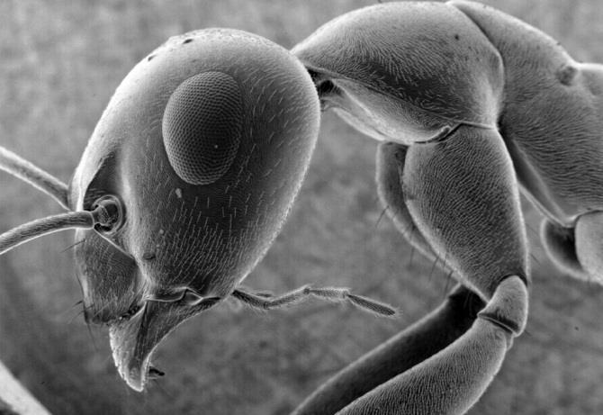 We can look at things as tiny as the cells in our blood (left) or get up close and personal with an ant (right).