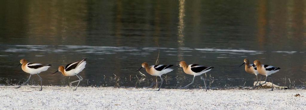 Avocets (species at risk) at Robert Lake wetlands on Okanagan campus. The marsh provides habitat for over 100 species of birds and filters and purifies water. Photo credit: Dr.
