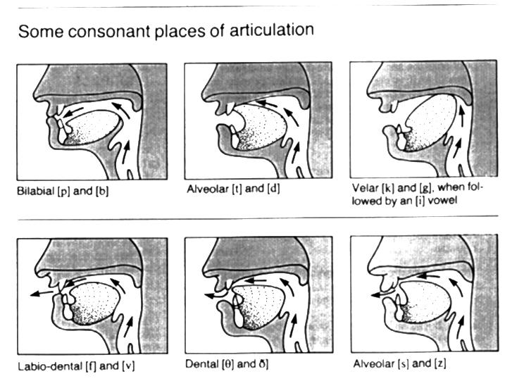 Packer Phonology 8 nasals (/m, n/): air flows through the nose, is blocked through the mouth liquids (/l, r/): between true consonants and vowels: l-like and r-like sounds and glides (/w, y/):