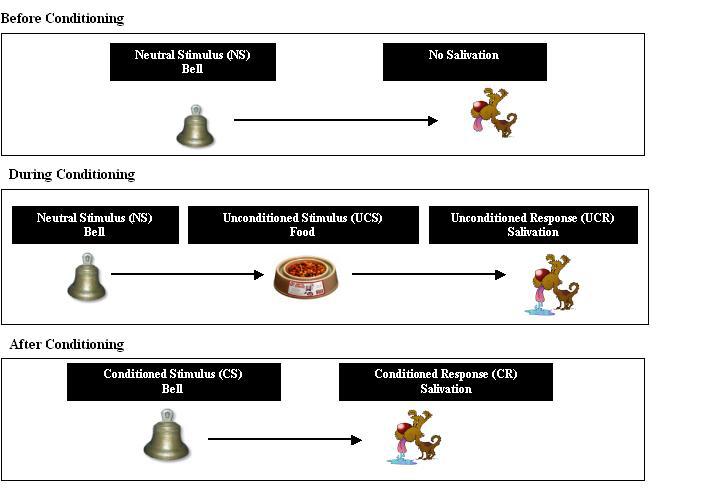 MODULE - II Psychology Secondary Learning Course Fig. 4.1: Classical Conditioning During the initial trials the dog salivated when the food was presented.