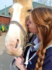 horse riding lessons Chargeable zoo
