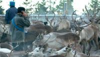 Reindeer husbandry -Scottish Case -