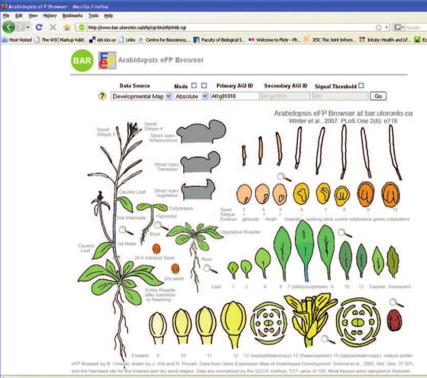 The foowing case study iustrates the resources I directed students to for a particuar project: Using Arabidopsis to identify targets for future research to manipuate the favonoid content of ettuce.