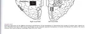 Recommendations Brain Functions and Learning Disorders Function Phonological