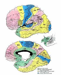 Memory Localization Left Perisylvian Prefrontal Area Posterior Right Limbic,