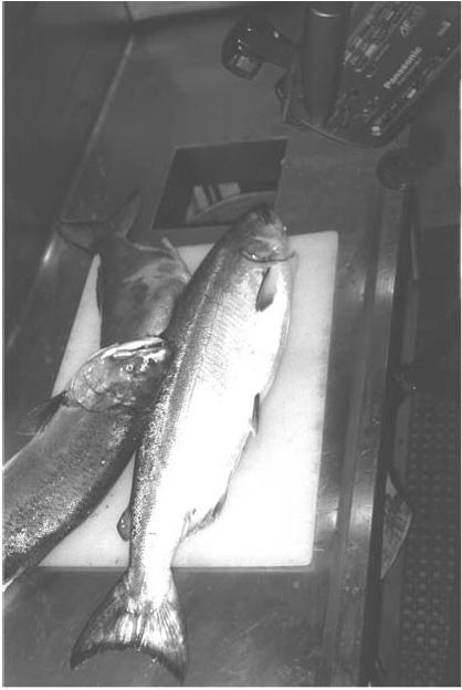 An Example Problem: Sorting incoming fish on a conveyor belt according to species.