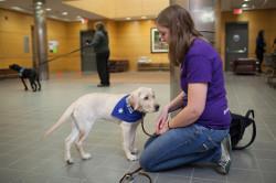 Our goal is to raise confident, wellmannered pups, said Frances Chen 16, a DVM/PhD combined degree student who has raised guide dog puppies since middle school, helped kindle the nation s second