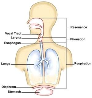 Introduction Speech Parameters: pulmonic system, laryngeal cavity, and