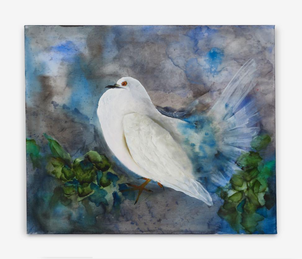 Fat Dove, 2016 oil on canvas