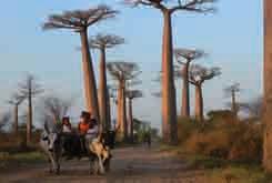 In southern Africa, baobab trees provide a variety of traditional products.