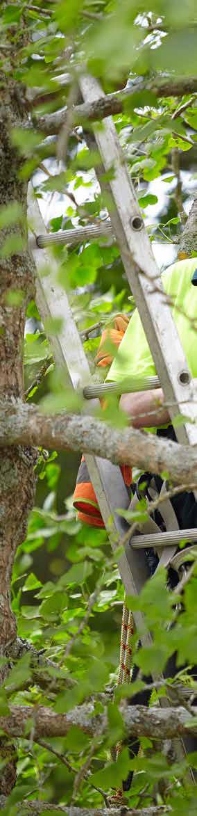 SX1703 New Zealand Certificate in Horticulture Services (Level 4) with strand in Arboriculture (Advanced Horticultural Trades) Duration: Two semesters Start Date: February 2017 Study Options:
