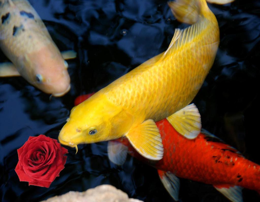 AKC Koi Chronicles accepts no responsibility for the accuracy of the contents. Reproduction is permitted provided that this newsletter and/or the original source are credited.