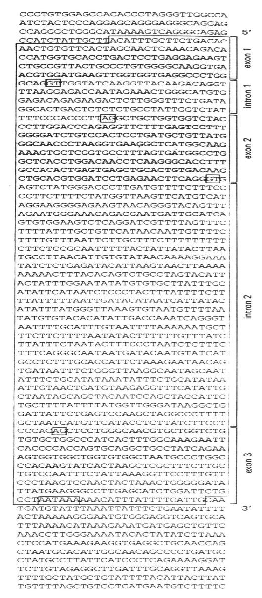 Gene finding and structure/function prediction (Sequence Structure Function) A typical vertebrate gene DNA I1 I2 I3 I4 I5 I6 E1 E2 E3 E4 E5 E6 E7 mrna Splicing Some sizes of human genes Name Size