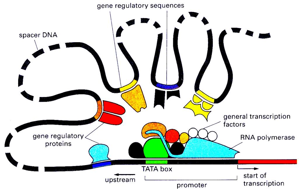 Single gene regulation (enhancer)