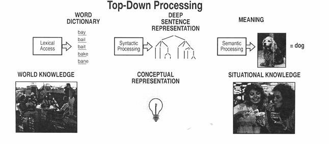 Top-Down Processes To what extent does knowledge of what