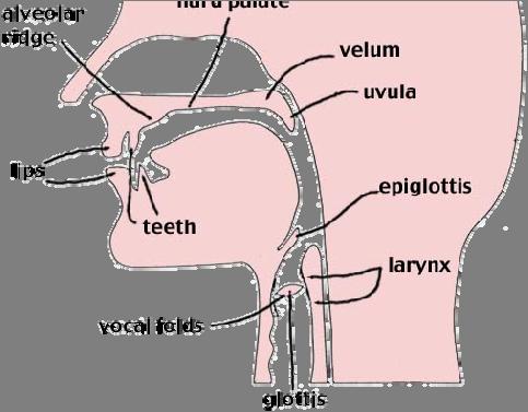 where in the vocal tract the airflow restriction occurs.