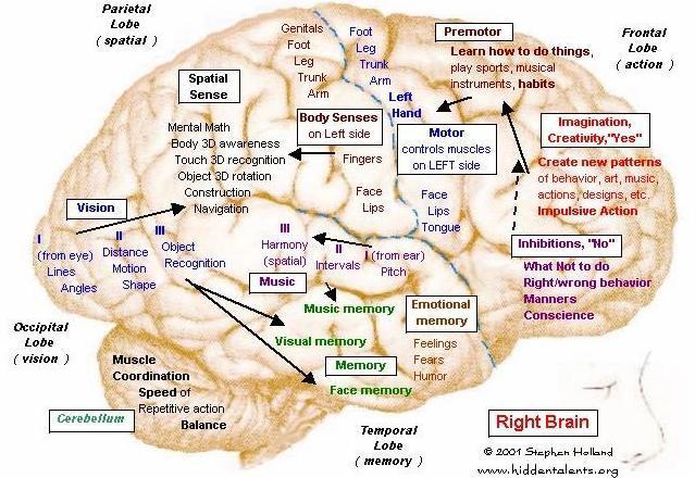How the brain processes language: