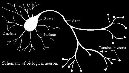 Biological Neuron 10 billion neurons in human brain Summation of input stimuli