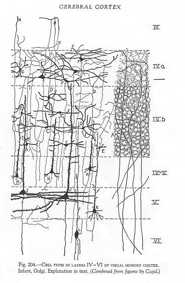 Biological Neural Networks 100,000 synapses per neuron Computational power = connectivity
