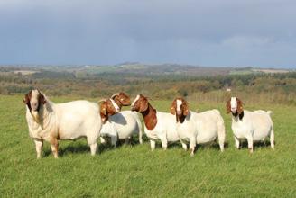 Picture 2: Herd of mixed sex Boer goats (Source: http://www.clayfarmpartnership.