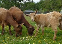 Picture 3: Rare breed, Golden Guernsey (Source: http://lakedistrictwildlifepark.co.