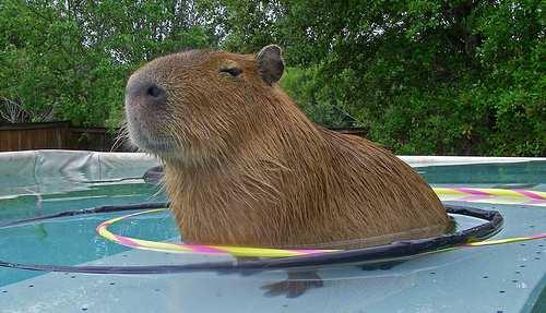 A wary capybara The complexity of