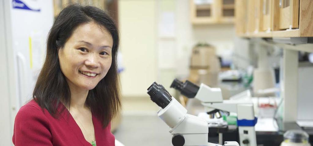 FACULTY RESEARCH National Institutes of Health: $147,000 Professor Jun Liang received a research grant to investigate molecular mechanisms that respond to stress and impact aging.