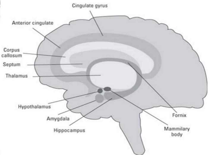 The Limbic System Group of structures in the brain associated with emotions and