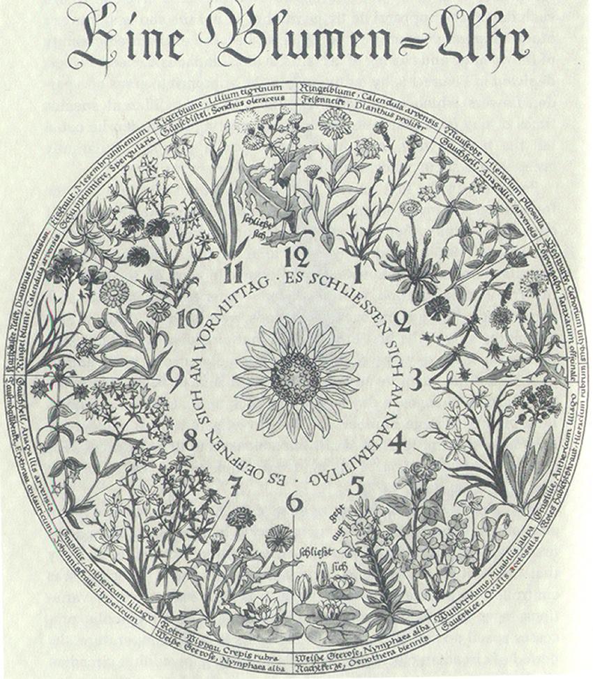 Evripides Zantides, Aspasia Papadima: Depicting time: Visualizing the duration of existence and facts in past, present and future 11 figure 5: Illustration of Carolus Linnaeus botanical clock Graphs