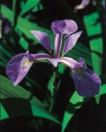 Classifying iris flowers Sepal length Sepal width Petal length Petal width Type 1 5.1 3.5 1.4 0.2 Iris setosa 2 4.9 3.0 1.4 0.2 Iris setosa 51 7.0 3.2 4.7 1.4 Iris versicolor 52 6.