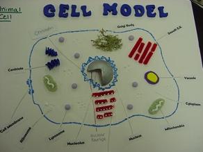 8 Points (Highest Grade is a B) 3-D Cell 1. You need to create a cell that is 3-D 2. Choose either a plant cell or animal cell 3.