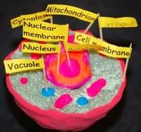 and should include a brief explanation of the function of each organelle 5. Function Key: a. You must include a key for your model. b. The organelles should be listed and identified by the flags on your model.