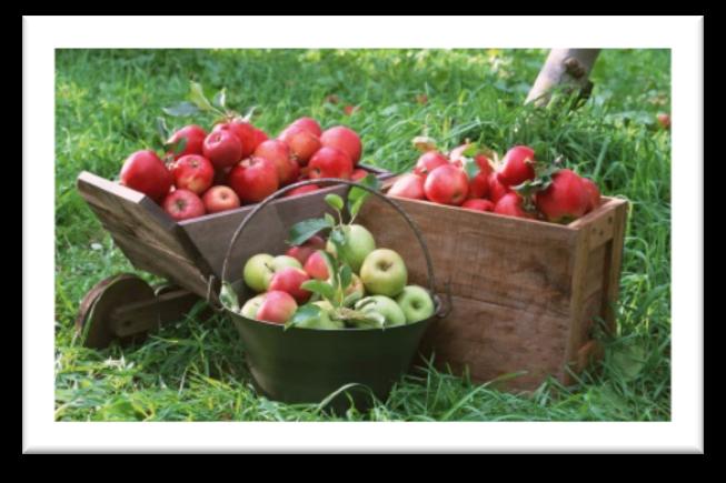 Math 3.3 Authentic Assessment Workbook Task 8: Orchard Treats An orchard is a group of trees that grow fruit.
