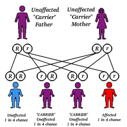 Teacher Key: offspring The diagram shows parents passing a