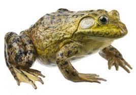 Map Analysis Tool with a Geographic Lens of the Distribution Changes of the American Bullfrog To begin: Have the three Usgs Mapps of the American Bullfrog Answer the following questions using the map