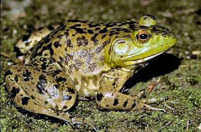 U.S. Fish & Wildlife American Bullfrog Facts American Bullfrog (Lithobates catesbeianus) What is it?