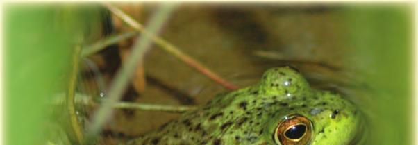 Oregon Department of Fish and Wildlife INVASIVE SPECIES FACT SHEET Common Name: Bullfrog Family: Ranidae Order: Anura Class: Amphiba Species: Lithobates catesbeianus (formerly Rana catesbeiana)