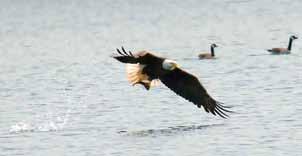 FIGURE 2 Picture of bald eagle carrying a fish FIGURE 4 Silent Spring book excerpt In the book Silent Spring, Rachel Carson describes how people throughout the country observed fewer baby bald eagles