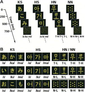 Hashimoto & Sakai (2004, Neuron): Direct Visualization of Cortical Plasticity for Forming a New Link between Orthography and Phonology Symbol-sound combinations: KS: Kana (Japanese native script),
