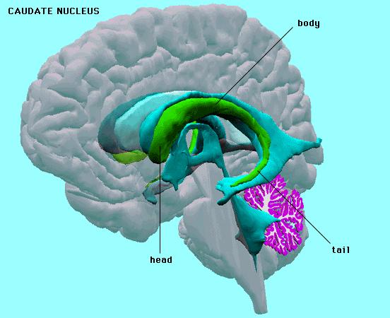 KE family brains Watkins et al (2002): In motor and speech-related brain regions, significantly different amounts grey matter in affected family members as compared to unaffected and