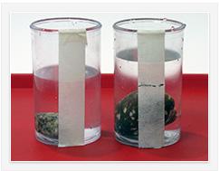 Model the introduction to this lesson by showing participants two 150cc containers each about half full of water and two rocks, one noticeably larger than the other (they must be able to fit in the